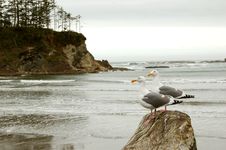 Seagulls On The Beach Royalty Free Stock Images