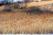 Fields Of Reeds Stock Image Fields Of Reeds Stock Image