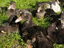 Group Of Mallard Ducks Stock Photos