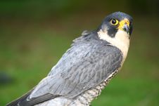 Peregrine Falcon Stock Photography Peregrine Falcon Stock Photography