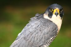 Peregrine Falcon Stock Photos Peregrine Falcon Stock Photos
