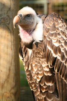 Griffon Vulture Stock Photography Griffon Vulture Stock Photography