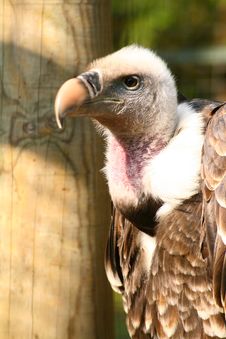 Griffon Vulture Stock Images Griffon Vulture Stock Images