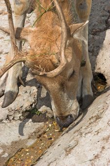 Deer David S Royalty Free Stock Photo