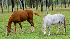 Horses Grazing Royalty Free Stock Photos Horses Grazing Royalty Free Stock Photos