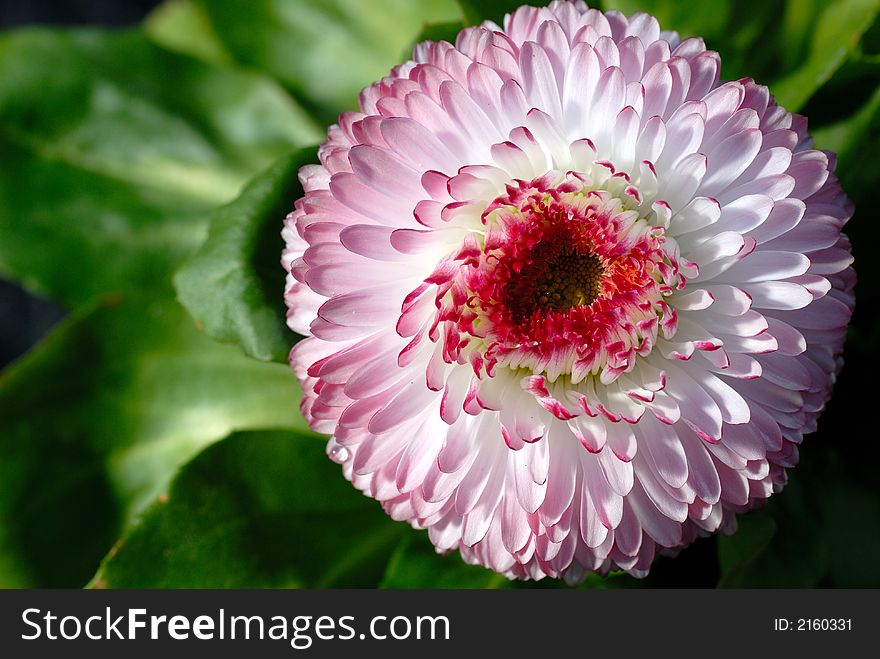 Macro of rich bellis bloom