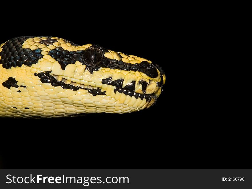 A close up photograph of a snake's head. A close up photograph of a snake's head.