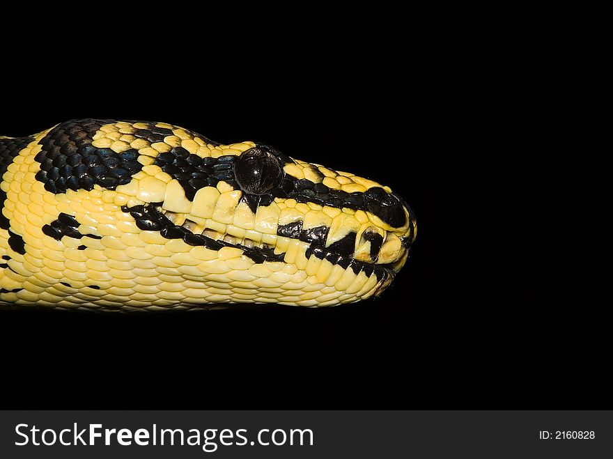 A close up photograph of a snake's head. A close up photograph of a snake's head.