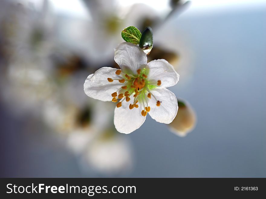 Details of mirabel bloom with blur background