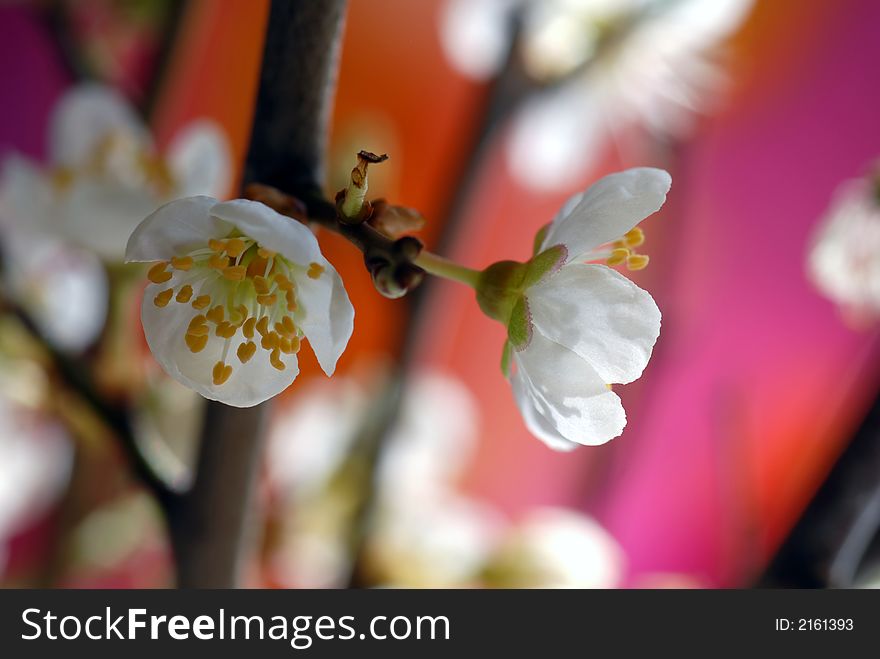 Close up of mirabel bloom