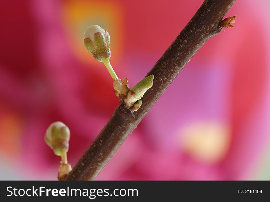 Bloom against red blur background