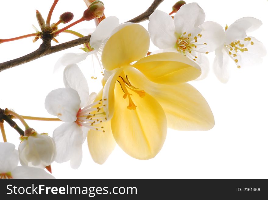Bloom and yellow flowers on white background