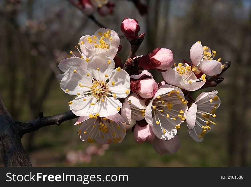 White blooming flowers on the branch. White blooming flowers on the branch