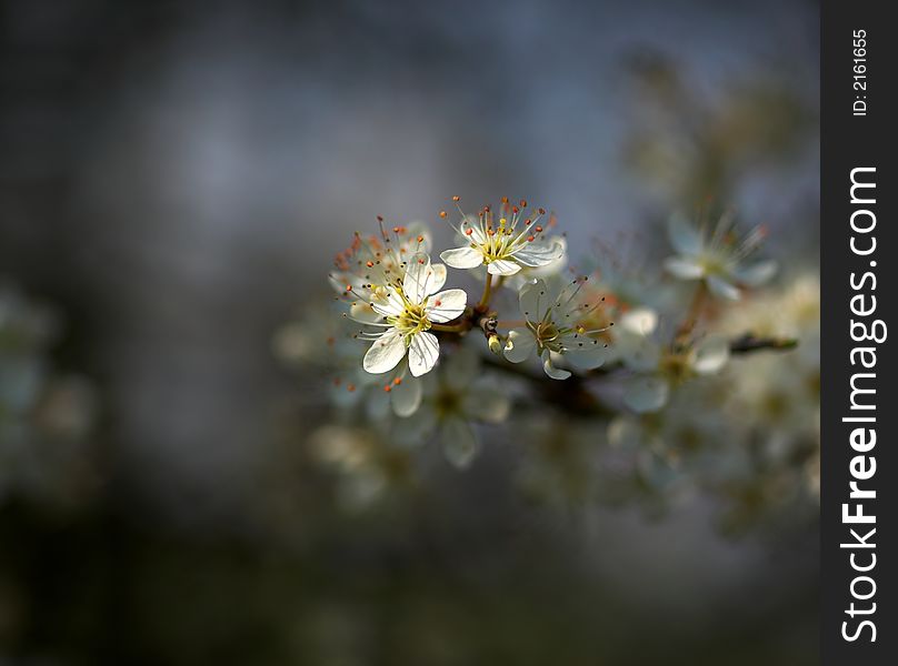 Macro of flowering spring tree (apple blossom or hawthorne).