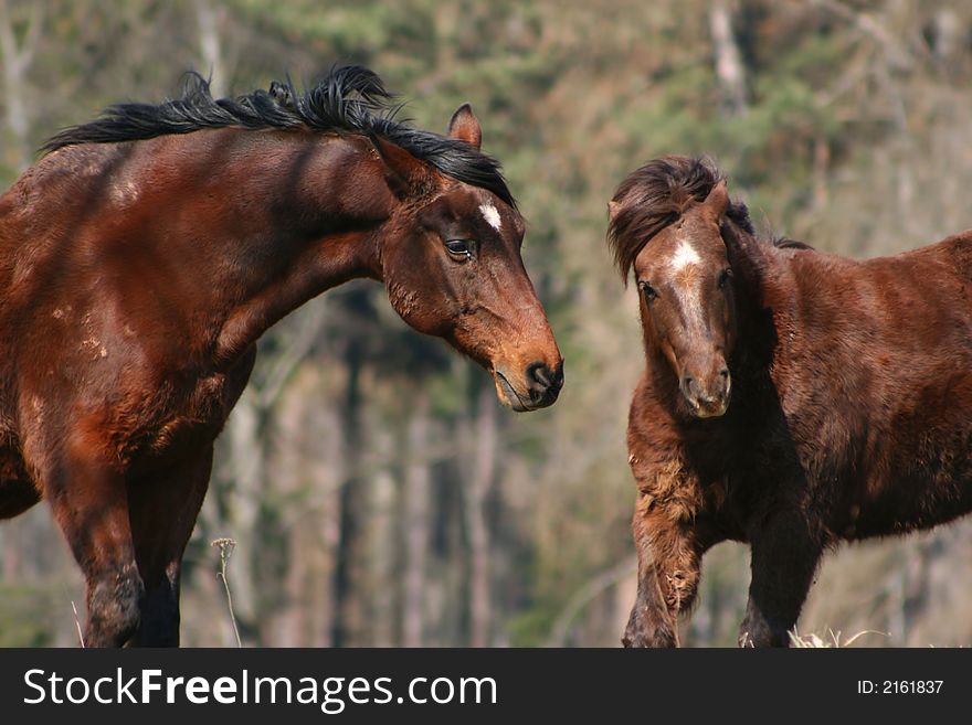 Two brown horses on the spring pasture. Two brown horses on the spring pasture