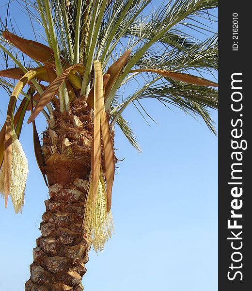 Nature-scenery with palmtrees