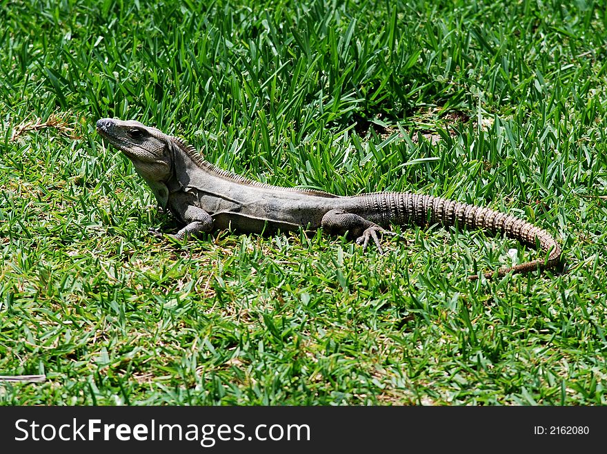 Iguana tanning ona green grass mexican reptile