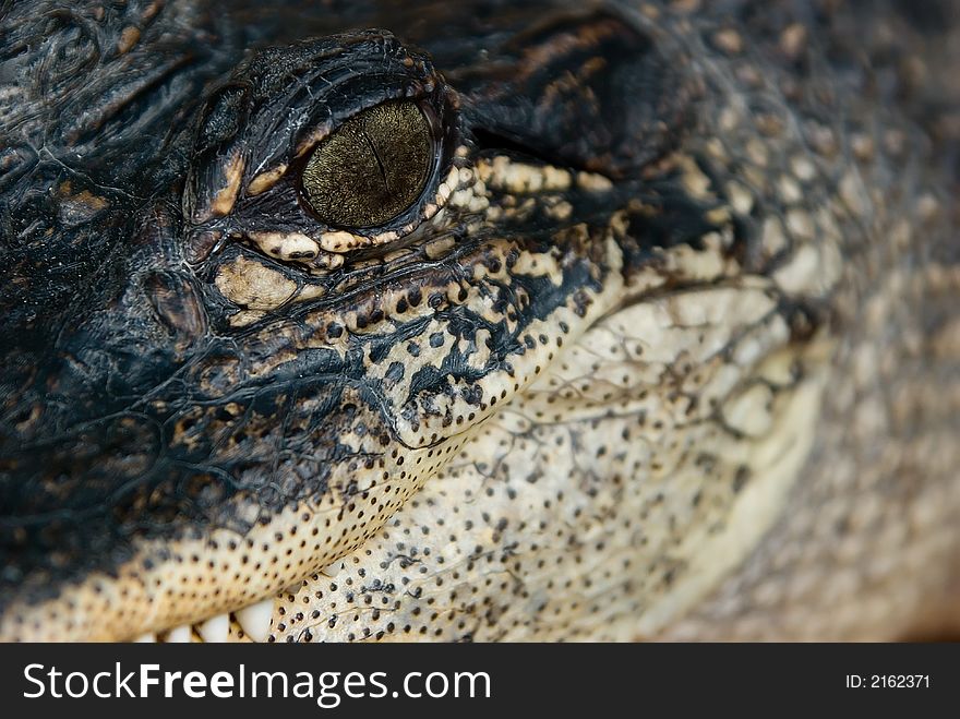 A close-up photograph of the side of an alligator's face. A close-up photograph of the side of an alligator's face.