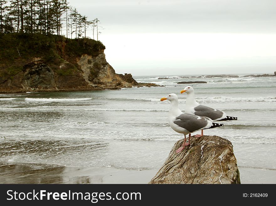 Two seagulls sitting on driftwood on a stormy beach. Two seagulls sitting on driftwood on a stormy beach