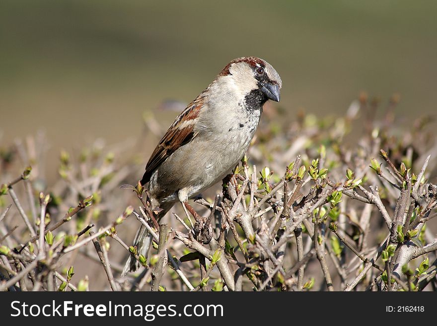 The small bird (sparrow) sits on naked branches of a bush