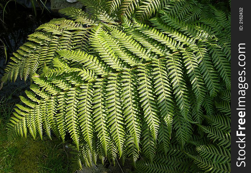 Fern leaves making a perfect background for designers