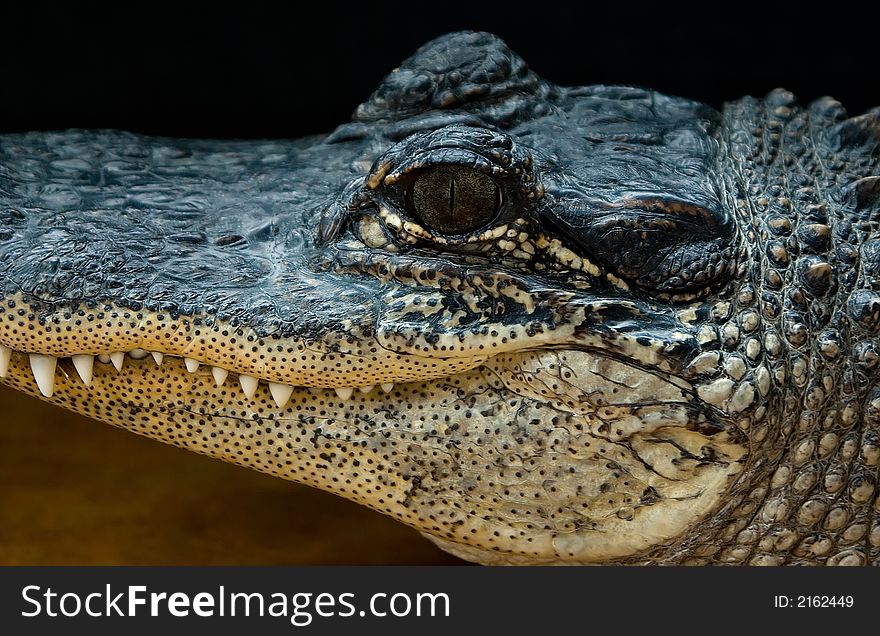 A close-up photograph of the side of an alligator's face. A close-up photograph of the side of an alligator's face.