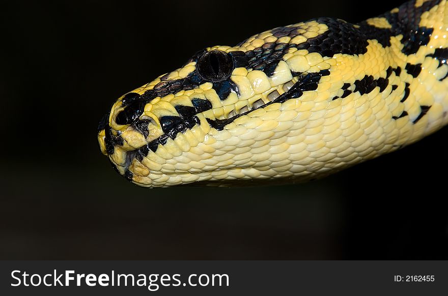 A close up photo of a snake's head. A close up photo of a snake's head.