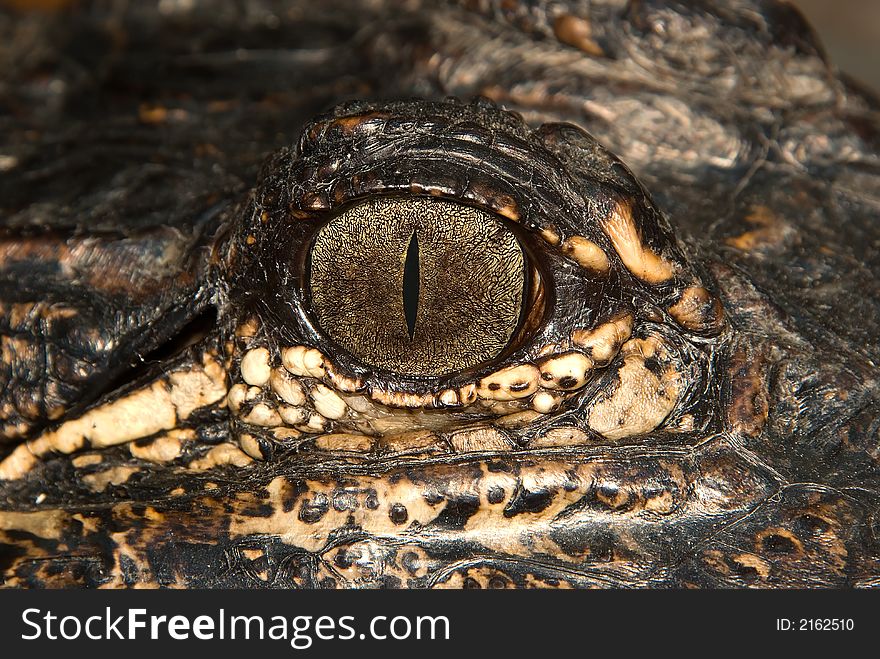 A close up photograph of an alligator's eye. A close up photograph of an alligator's eye.