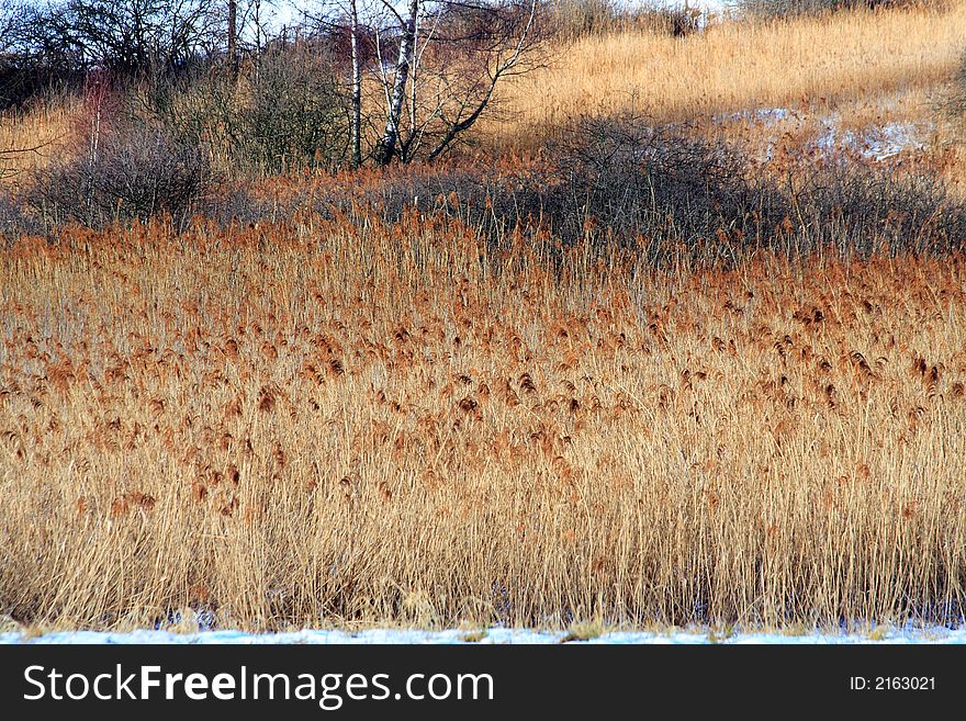 Fields of colored reeds in autumn. Fields of colored reeds in autumn