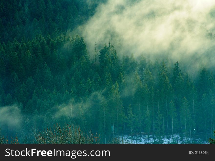 Mysterious forest with fog in the early morning (french alps)