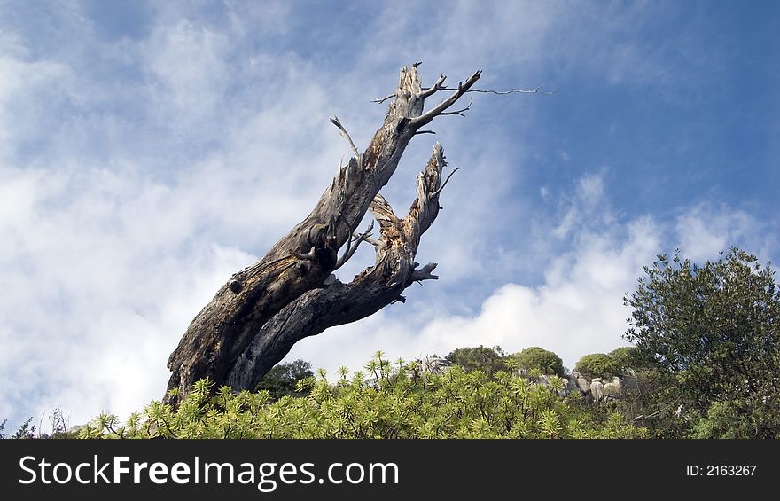 A dead tree pointing to the right in a mountain landscape. A dead tree pointing to the right in a mountain landscape