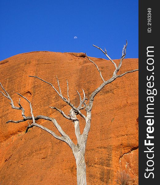 An old and dry tree in front of one of the Olgas rocks with the moon in the background. The Olgas, NT, Australia. An old and dry tree in front of one of the Olgas rocks with the moon in the background. The Olgas, NT, Australia.