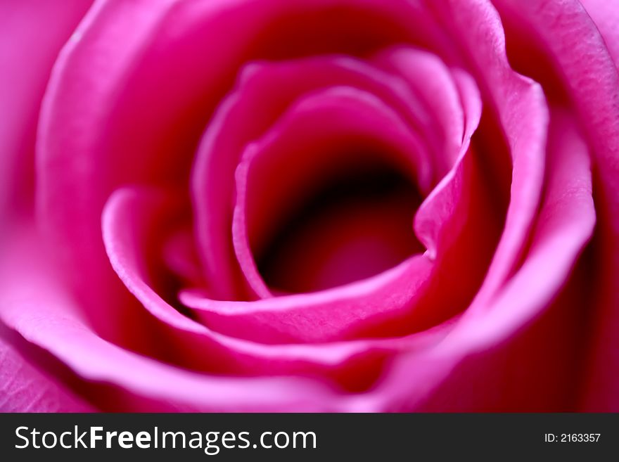 A close up of a bright pink rose with soft focus. A close up of a bright pink rose with soft focus