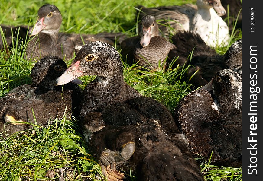 Group of mallard ducks