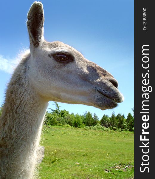 Pretty camel head on a blue sky and grass background