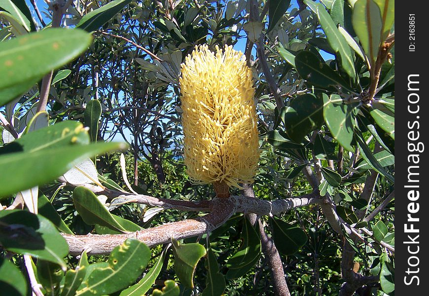 Great shot of a solo native wattle flower. Great shot of a solo native wattle flower