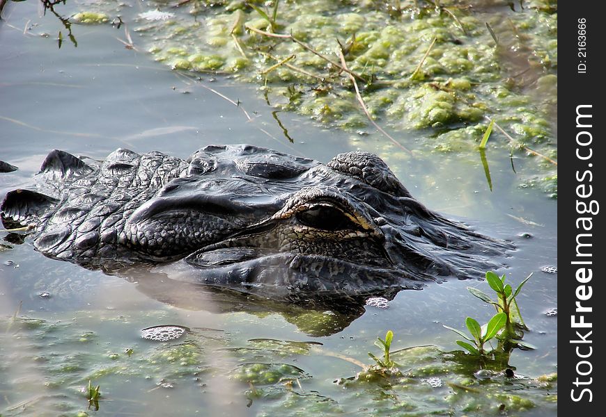 This is a american alligator closeup in the water. This is a american alligator closeup in the water.