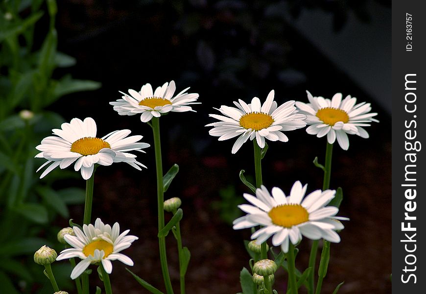 Six white daisys standing proud
