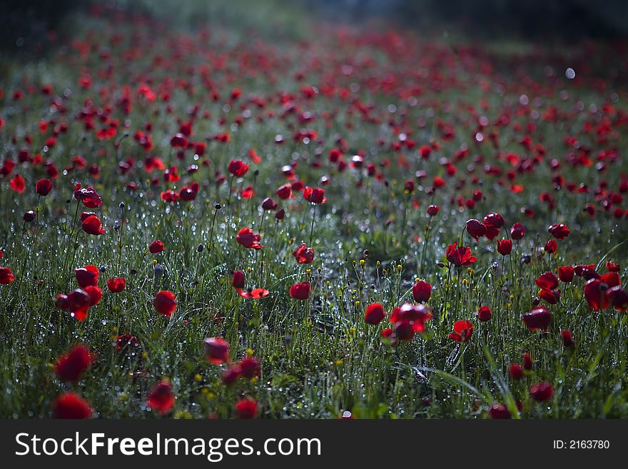 Morning in the poppies field