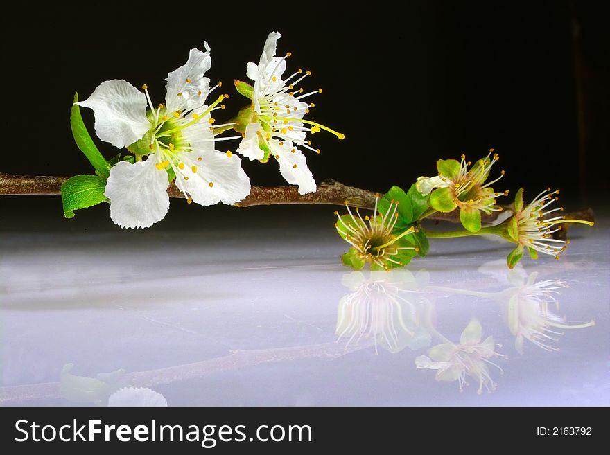 Reflection of white flowers on a surface