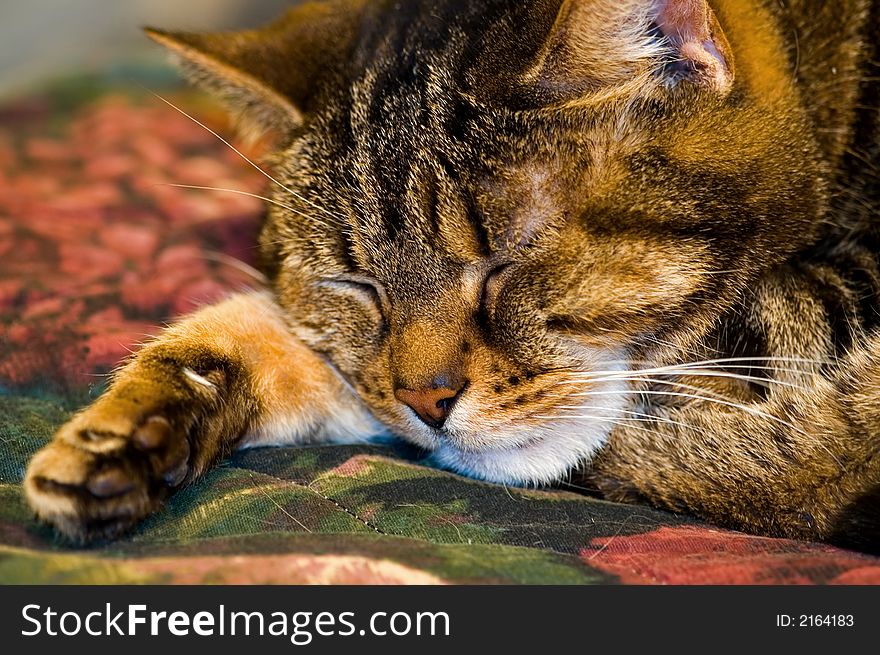 A close up view of a mature brown female tabby cat as she sleeps with one paw extended. A close up view of a mature brown female tabby cat as she sleeps with one paw extended.