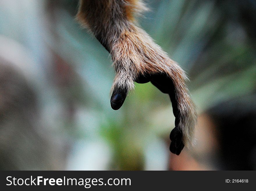 Lower extremity of a primate. Lower extremity of a primate