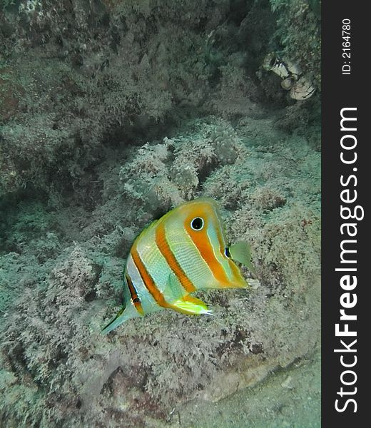 Scientific name: Chelmon rostratus. A common butterflyfish in Malaysian tropical waters. Scientific name: Chelmon rostratus. A common butterflyfish in Malaysian tropical waters