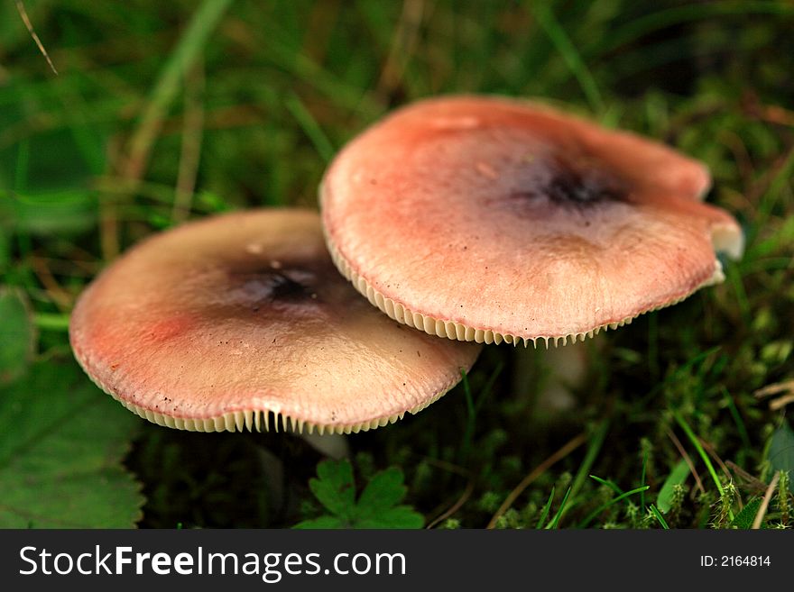 Two mushrooms with shallow depth of field Iceland