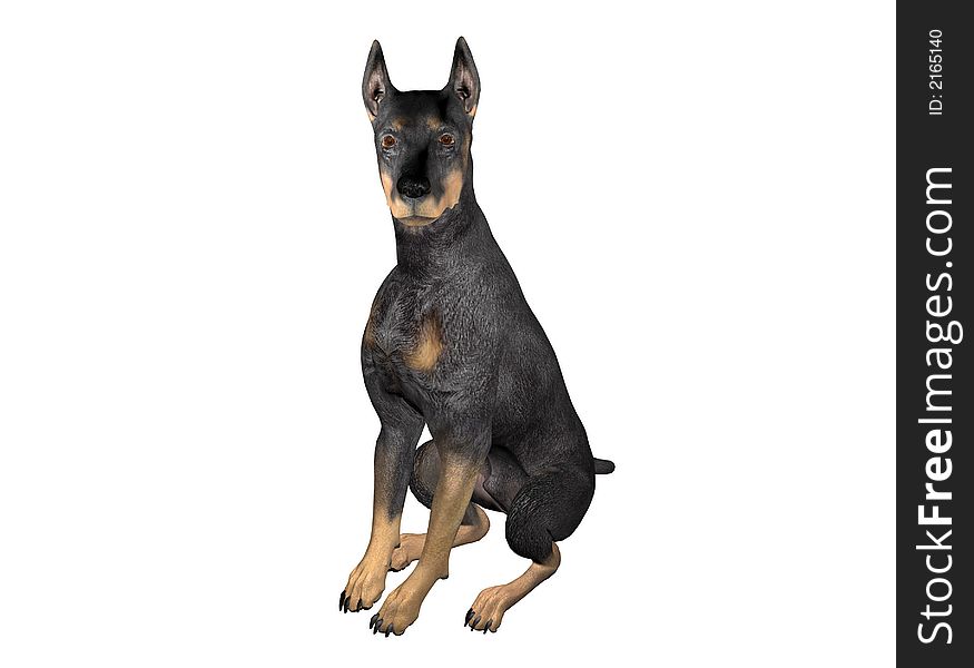 An alert male Doberman watches intently. Computer Generated Image, 3D Models. An alert male Doberman watches intently. Computer Generated Image, 3D Models