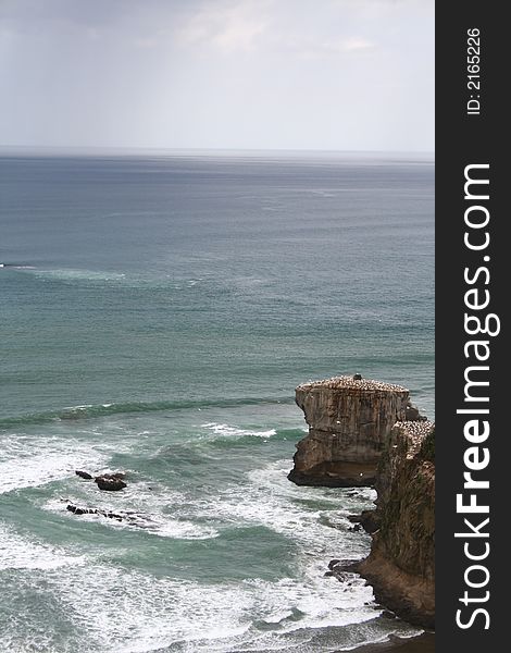 Maori Bay Gannet Colony, Muriwai, Auckland, New Zealand with rain on the horizon.