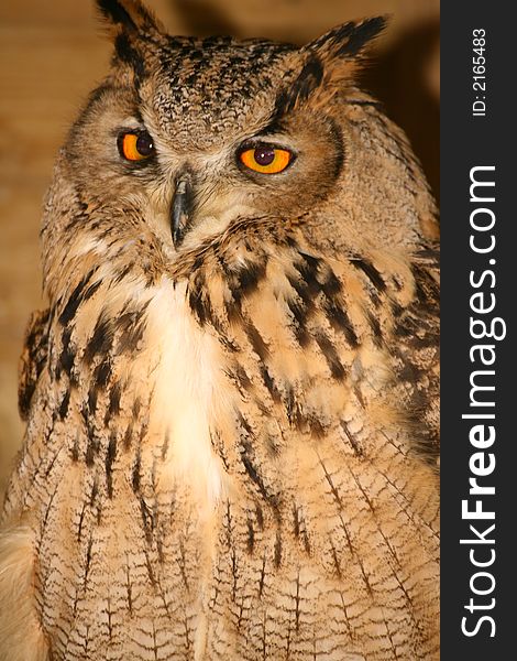Bengal Eagle Owl roosting in a shed