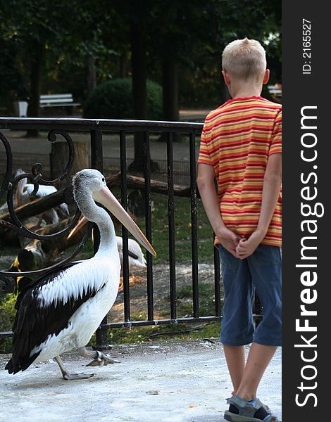 Taken at a zoo, the boy was facinated with the pelican. f4.5, 1/250 sec, ISO 400. Taken at a zoo, the boy was facinated with the pelican. f4.5, 1/250 sec, ISO 400
