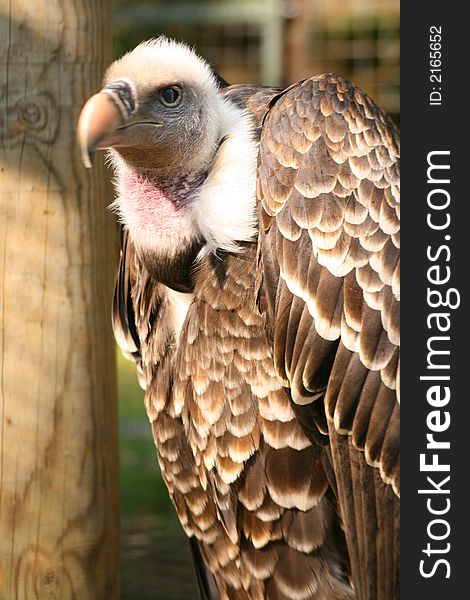 Ruffells Griffon Vulture (Gyps Ruppellii)