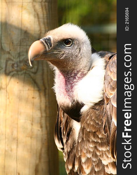 Ruffells Griffon Vulture (Gyps Ruppellii)